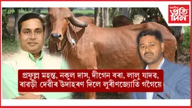 'গৰুক লৈ অনৈতিকতাৰ আশ্ৰয় লোৱা সকলোৰে অন্তিম পৰিণাম ভয়ানক হৈছে'- লুৰীণজ্যোতি গগৈ
