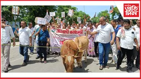 ধেমাজিত সন্মুখত গৰু লৈ কংগ্ৰেছৰ বিজেপি চৰকাৰ, মন্ত্ৰীৰ বিৰুদ্ধে প্ৰতিবাদ
