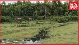পর্বতঝোৰাত বন্য হস্তীৰ মুক্ত বিচৰণ