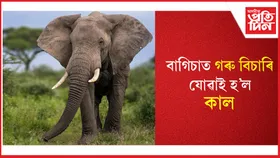 বোকাখাতত বন্যহস্তীৰ আক্ৰমণত প্ৰাণ গ'ল এজনৰ