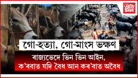 বিচিত্ৰ ভাৰতঃ এফালে গো-মাতাক পূজা, আনফালে গো-মাংসৰ ৰপ্তানি বৃদ্ধি