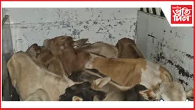 কামপুৰত চোৰাং গৰু ভৰ্তি বলে'ৰ পিকাপ জব্দঃ তিনিজনক গ্ৰেপ্তাৰ