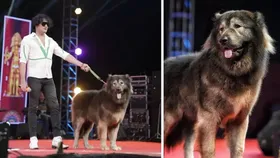 World's Most Expensive Dog: ৫০ কোটির কুকুর! ভারতীয়'র পোষ্য প্রেমে চোখ কপালে নেটপাড়ার