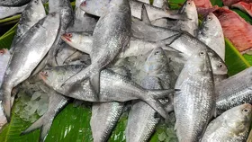 Hilsa:মৎস্যজীবীদের জালে ইলিশের বন্যা, বিপুল জোগানে দামও কমতে পারে সাগরের রূপোলি শস্যের