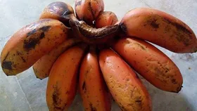 Red banana vs yellow banana: লাল না হলুদ কলা, সুস্বাস্থ্যের জন্য কোনটি বেশি উপকারী? জানুন বিশেষজ্ঞদের মতামত