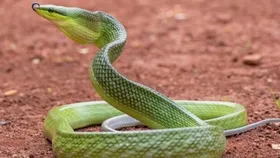 Snake Bite: সাবধান! বর্ষাকালে এই ৭টি সাপ খুব ঘরে ঢুকে পড়ে! সতর্ক না হলেই বিপদ