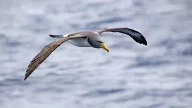 Wandering Bird: ডানা না ঝাপটিয়ে ১,০০০ কিমি উড়ে যায় এই পাখি! চেনেন এদের?
