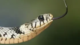 Snake Bite: যদি মানুষ সাপকে কামড়ায় তাহলে মৃত্যু কী অবধারিত?৯৫ শতাংশের কাছেই উত্তর অজানা