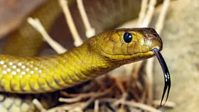 Snake Free Country: পৃথিবীর এই দেশে একটিও সাপ নেই! নাম শুনলে চমকে যাবেন