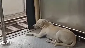 Dog in train viral video: পথকুকুরের অবাক করা যাত্রা, নিজের স্টেশন চিনে ট্রেনে ওঠা-নামা, বিস্মিত নেটিজেনরা!