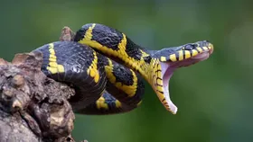 Silent killer snake: সবচেয়ে ভয়ঙ্কর! এই ছোবলেই ছবি! চিনুন এই 'নীরব ঘাতক'কে