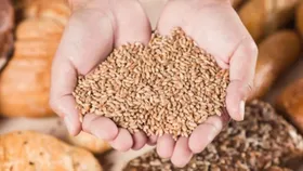 Grain Storage Tips: পোকা দানবের আতঙ্ক! বৃষ্টির সময় শস্য, খাবার বাঁচান এই ঘরোয়া কায়দায়