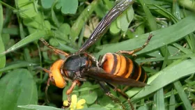 Asian Giant Hornet: কামড়ে মৃত্যুও হতে পারে! আশপাশে এই বোলতা দেখলেই সাবধান হোন