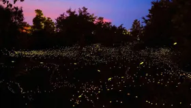 6 Unique Summer Festivals in India Beyond Mango Fairs and Water Fights