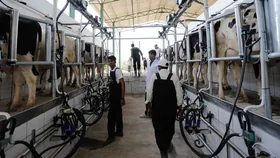 India's Buttermilk Revolution: How 'Chhaas' Startups Are Reinventing a Traditional Favourite