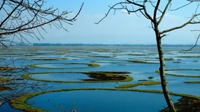 Floating on Magic: The Allure of Keibul Lamjao National Park