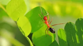 Hold up, humans. Ants figured out medicine, farming, engineering long before we did