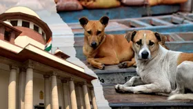 SC takes suo motu notice of news over dog bite leading to rabies