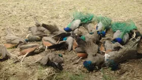 20 peacocks found dead under mysterious circumstances in Karnataka's Tumakuru district