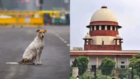 Under public pressure, Supreme Court steps back from stray dogs order