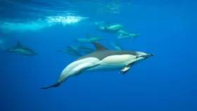Whales and dolphins regularly hang out with each other – new study