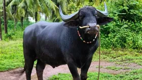 ಪ್ರೀತಿಯ ಕಂಬಳದ ಕೋಣ ಇನ್ನಿಲ್ಲ.. ಸತತ 13 ವರ್ಷ ಪದಕ, ಚೆನ್ನನ ಸಾಧನೆಗಳು ಮರೆಯಲು ಸಾಧ್ಯವೇ?
