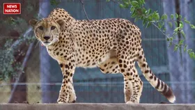 Cheetah Corridor: अब कूनो के चीते राजस्थान और उत्तर प्रदेश में भरेंगे चौकड़ी, टूरिस्ट ऐसे उठा सकते हैं लुत्फ