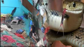 SNAKE BITE VIDEO:  चारपाई पर सो रहे युवक को सांप ने डसा, दर्दभरी मौत की घटना CCTV में कैद