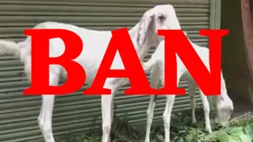 Bakrid Ban: पाकिस्तान में इन मुसलमानों के बकरीद मनाने पर लगा बैन, कुर्बानी दी या नमाज पढ़ी तो लगेगा पांच लाख का जुर्माना