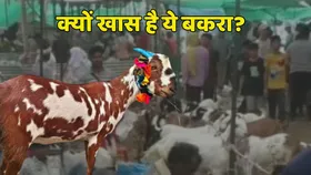 Bakrid 2025: बकरीद पर वाराणसी पहुंचा ये खास बकरा, जानिए क्यों लगाई जा रही इसकी इतनी ज्यादा कीमत