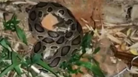 King Cobra: नागलोक में दुनिया का खूंखार किंग कोबरा, किंग कोबरा पर भी पड़ता है भारी
