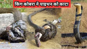 किंग कोबरा ने पाइथन की खोपड़ी में घुसा दिए दोनों दांत, जहर के असर से हुआ ये हाल...वीडियो वायरल