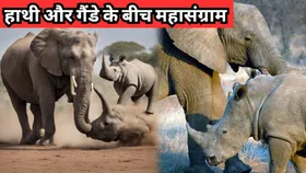 हाथी ने गैंडे के पेट में घुसा दिए दोनों दांत, गजराज और विशालकाय गैंडे की भयानक लड़ाई का वीडियो वायरल