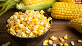 NATIONAL CORN ON THE COB DAY पर जानिए रोजाना 100 ग्राम स्वीट कॉर्न खाने से मिलते हैं ये गजब के फायदे