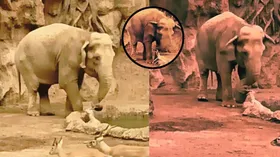हिरण के बच्चे के लिए हाथी बना भगवान, देख वीडियो आपको भी नहीं होगा यकीन