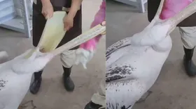 क्रेन के मुंह से निकले कई खरगोश, तेजी से वायरल हो रहा है वीडियो!