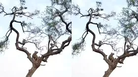 तेंदुए और बंदर के बीच पेड़ के ऊपर चली शिकारी जंग, देख सिर पकड़ लेंगे आप