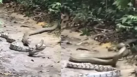 कोबरा Vs पाइथन: दो खतरनाक सांपों की जबरदस्त भिड़ंत