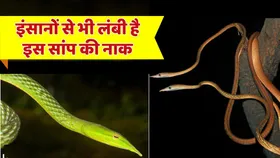 गजब के हैं ये सांप, इंसानों से भी लंबी है इनकी नाक,  नाम लेने भी लड़खड़ा जाएगी जुबान