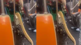 मेट्रो में अजगर लेकर घुसा शख्स, तेजी से वायरल हो रहा वीडियो