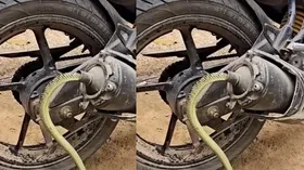 सांप ने बाइक के साइलेंसर में ली एंट्री, फिर आगे जो हुआ देख नहीं होगा यकीन