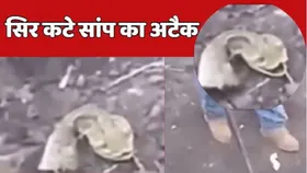 सिर कटे सांप ने अपने ही शिकारी के साथ किया कुछ ऐसा, तेजी से वायरल हो रहा वीडियो