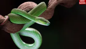 क्या सचमुच बहरे होते हैं सांप? अगर हां तो फिर कैसे सुनते हैं धुन की आवाज