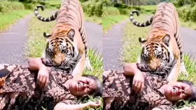 महिला के ऊपर बाघ ने किया खतरनाक अटैक, तेजी से वायरल हो रहा है वीडियो