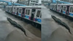 ट्रेन के साथ सरपट करते दिखा मगरमच्छ, तेजी से हो रहा है वायरल