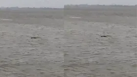 भैंस को नहलाने गए बच्चे को उठा ले गया मगरमच्छ, सामने आया ये वीडियो