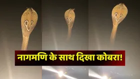 अरे ये क्या! नागमणि के साथ दिखा कोबरा, तेजी से वायरल हो रहा वीडियो