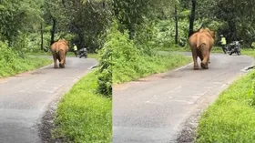 जंगल में बाइक सवारों के पीछे दौड़ा हाथी, डर के मारे छोड़ दी बाइक — क्या हुआ आगे?