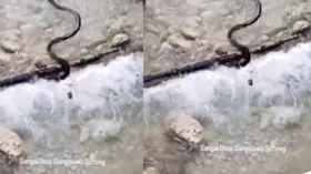 नदी में तैरता दिखा विशाल कोबरा, तेजी से वायरल हो रहा है वीडियो