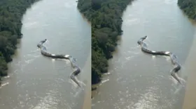 कितना बड़ा है ये सांप, देखकर भी नहीं हो रहा है यकीन